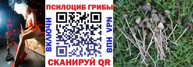 Галлюциногенные грибы Cubensis  купить наркотики сайты  Сурск 